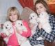 Bichon Frise Puppies for sale in Toronto, ON, Canada. price: NA