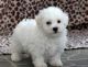Bichon Frise Puppies for sale in Vancouver, BC, Canada. price: $450