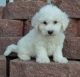 Bichon Frise Puppies for sale in Louisville, KY, USA. price: NA