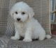 Bichon Frise Puppies for sale in Portland, ME, USA. price: $500