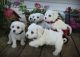 Bichon Frise Puppies for sale in Auburn, IN 46706, USA. price: NA