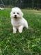Bichon Frise Puppies for sale in Rexford, MT 59930, USA. price: $400