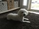 Bichon Frise Puppies for sale in Laurel, MD, USA. price: NA