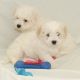Bichon Frise Puppies for sale in Washington Rd, Valrico, FL 33594, USA. price: NA