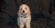 Bichon Frise Puppies for sale in Maryland Parkway, Las Vegas, NV, USA. price: NA