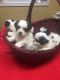 Bichon Frise Puppies for sale in Rudolph, WI 54475, USA. price: NA