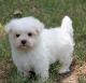 Bichon Frise Puppies for sale in Batavia, OH 45103, USA. price: NA