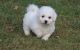 Bichon Frise Puppies for sale in Hebron, ND 58638, USA. price: NA