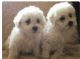 Bichon Frise Puppies for sale in Phoenix, AZ, USA. price: $350
