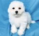 Bichon Frise Puppies for sale in Torrance, CA, USA. price: NA