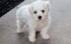 Bichon Frise Puppies for sale in Hyattsville, MD, USA. price: $500