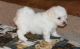Bichon Frise Puppies for sale in Manassas, VA, USA. price: NA