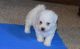 Bichon Frise Puppies for sale in Cedar Rapids, IA, USA. price: NA