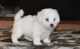 Bichon Frise Puppies for sale in Tyler, TX, USA. price: NA