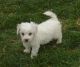 Bichon Frise Puppies for sale in Junction City, KY, USA. price: NA