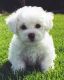 Bichon Frise Puppies for sale in Washington Ave, St. Louis, MO, USA. price: $300