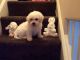 Bichon Frise Puppies for sale in Wolcottville, IN 46795, USA. price: NA