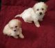 Bichon Frise Puppies for sale in Orange Park Northway, Orange Park, FL 32073, USA. price: NA