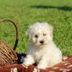 Bichon Frise Puppies for sale in Black River Falls, WI 54615, USA. price: NA