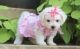 Bichon Frise Puppies for sale in Glasston, ND 58236, USA. price: $500