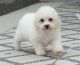 Bichon Frise Puppies for sale in Central Ave, Jersey City, NJ, USA. price: NA