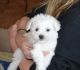 Bichon Frise Puppies for sale in Charlestown, RI, USA. price: $500