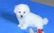 Bichon Frise Puppies for sale in Meeteetse, WY 82433, USA. price: $500
