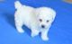 Bichon Frise Puppies for sale in Haleiwa, HI 96712, USA. price: $500