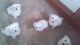 Bichon Frise Puppies for sale in Dublin, OH, USA. price: NA