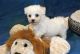 Bichon Frise Puppies for sale in Wilmington, DE, USA. price: $350