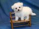 Bichon Frise Puppies for sale in Richmond, VA, USA. price: $350
