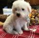 Bichon Frise Puppies for sale in Ontario St, Kingston, ON, Canada. price: $500