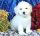 Bichon Frise Puppies for sale in Tallahassee, FL, USA. price: NA