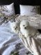Bichon Frise Puppies for sale in Columbia, SC, USA. price: $500