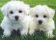 Bichon Frise Puppies for sale in Newark, NJ, USA. price: NA