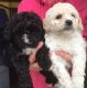 Bichon Frise Puppies for sale in I-35, Austin, TX, USA. price: NA