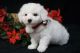 Bichon Frise Puppies for sale in Richmond, VA, USA. price: $350