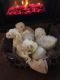 Bichon Frise Puppies for sale in Holley, NY 14470, USA. price: NA
