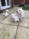 Bichon Frise Puppies for sale in Los Andes St, Lake Forest, CA 92630, USA. price: NA