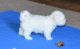 Bichon Frise Puppies for sale in Idaho Falls, ID 83402, USA. price: $500