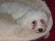 Bichon Frise Puppies for sale in Alaska St, Staten Island, NY 10310, USA. price: NA