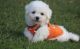Bichon Frise Puppies for sale in Ashfield, MA, USA. price: $500