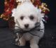 Bichon Frise Puppies for sale in Fort Wayne, IN, USA. price: $500