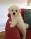 Bichon Frise Puppies for sale in Irving, TX, USA. price: NA