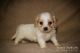 Bichon Frise Puppies for sale in North Canton, OH, USA. price: NA