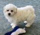 Bichon Frise Puppies for sale in Charleston, WV, USA. price: NA
