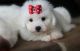 Bichon Frise Puppies for sale in 25301 Charleston Rd, Southside, WV 25187, USA. price: NA