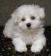 Bichon Frise Puppies for sale in Springfield, MA 01101, USA. price: $500