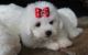 Bichon Frise Puppies for sale in Rochester, NY 14602, USA. price: NA