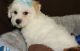 Bichon Frise Puppies for sale in Minneapolis, MN 55401, USA. price: $500